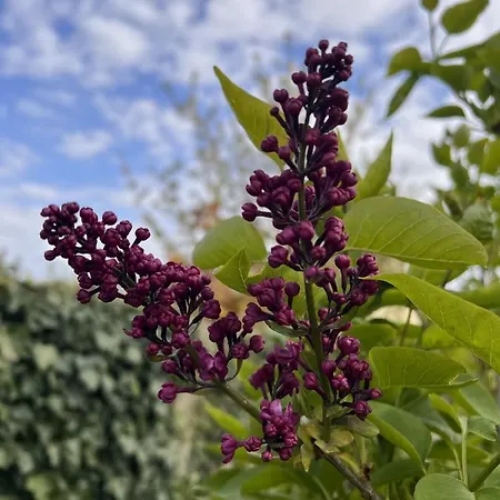 Du Mont Des Ormes Appartement *